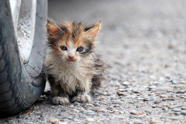 little kitten sitting on a street near the car wheel - başıboş hayvan stok fotoğraflar ve resimler