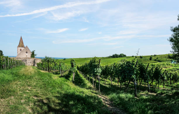 iglesia y copos de vino cerca de hunawhir - gewurztraminer fotografías e imágenes de stock