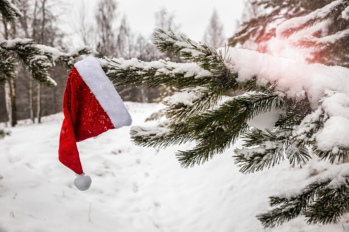 santa claus hat hanging on winter Christmas tree covered with snow in the forest