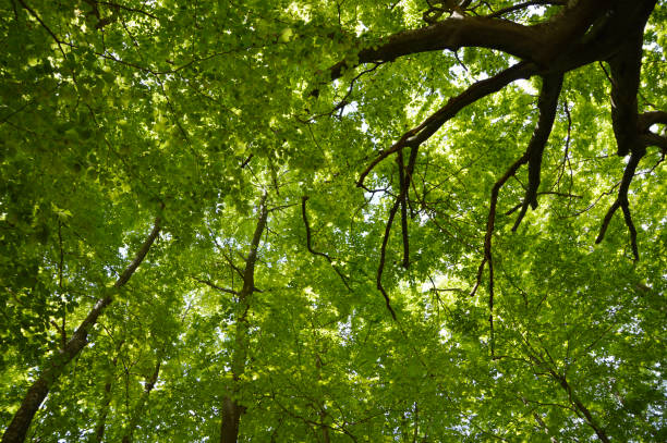 istock crown of tall green trees 1337796377