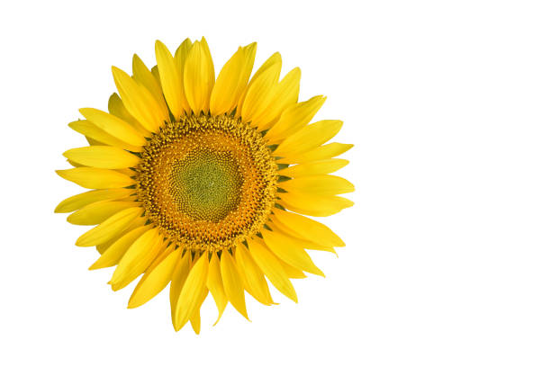 istock Isolated sunflower flower 1337798040