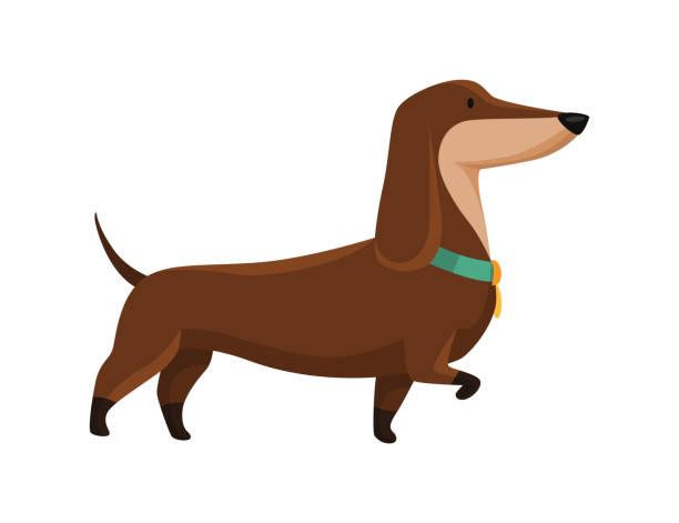 ilustrações, clipart, desenhos animados e ícones de cachorro dachshund. retrato engraçado do personagem. animais de estimação de pernas curtas com corpo longo vai. adorável ilustração vetorial de desenho animado - basset alemão