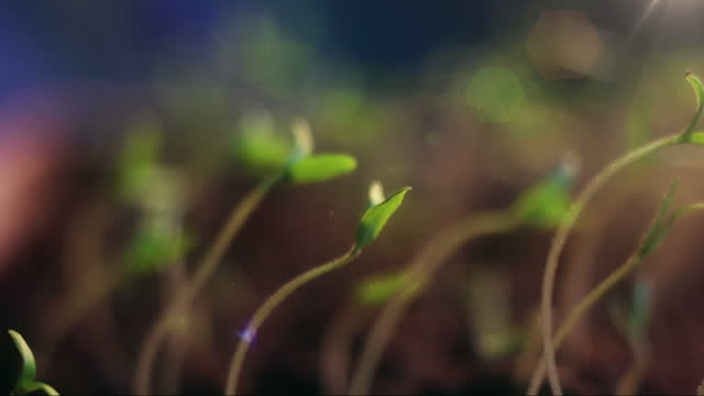 small tomatoes growing following the sun shining, time lapse with sun rays beams, spring time, germination newborn plant in greenhouse agriculture