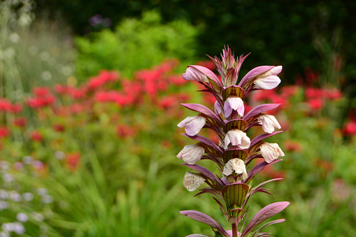 summer in an ornamental garden: inflorescens of an acanthus.In the background a flowerbed out of focus.