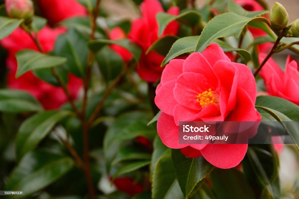 single red camellia. springtime: camellia bush with blooming single red flower head. Semi-double flower Camellia Stock Photo