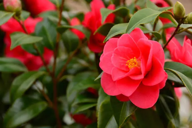 springtime: camellia bush with blooming single red flower head. Semi-double flower