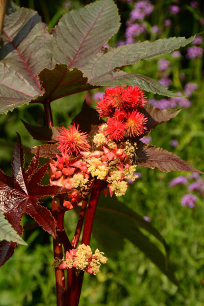 istock castor beanwith leaves and flowers. 1337801267
