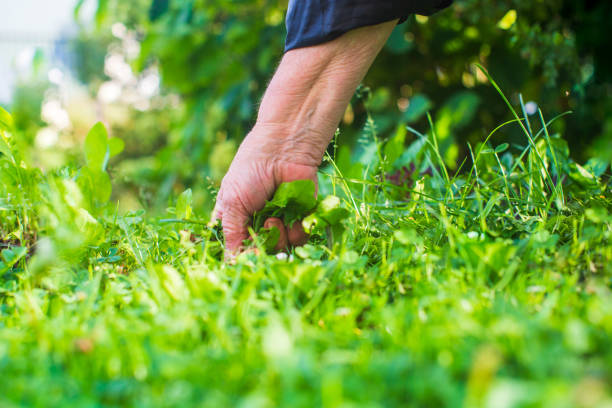 la main d’une femme pince l’herbe. lutte contre les mauvaises herbes et les ravageurs dans le jardin - plante sauvage photos et images de collection