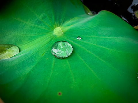 A large drop of water stood still on the lotus leaf.