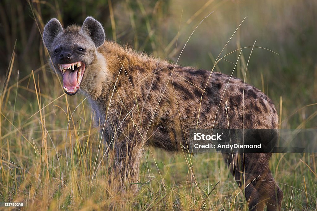 Hyena snarling Spotted hyena in the Maasai Mara, Kenya Hyena Stock Photo