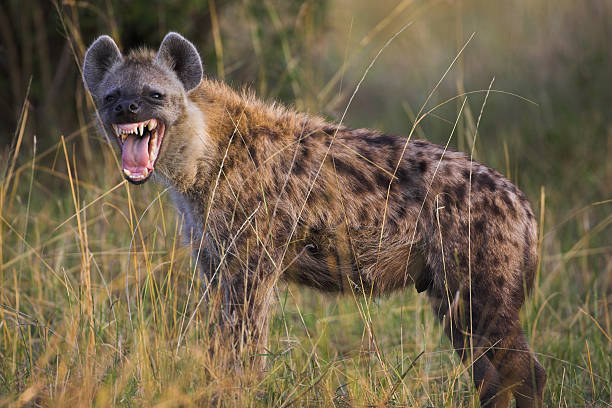 Hyena snarling Spotted hyena in the Maasai Mara, Kenya hyena stock pictures, royalty-free photos & images