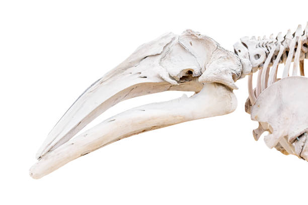 Portrait of a horse, skeleton
