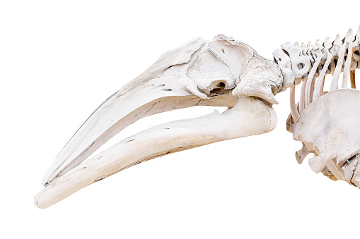 Whale skull isolated on a white background.