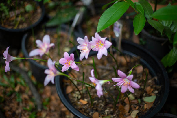 istock Zephyranthes grandiflora flower and blurred background. 1337805171