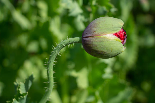 grazioso bocciolo di papaveri rossi nel prato, bellissimi fiori per una persona cara - petal bud plant agriculture foto e immagini stock