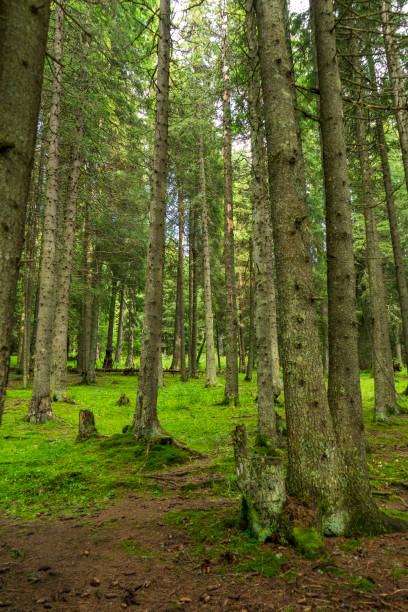 istock Forest trees in Bucegi mountains,  Romania,  Spring day 1337811745