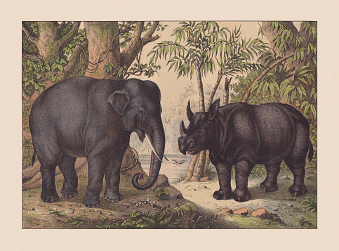 Pachyderms: a) Indian rhinoceros (Rhinoceros unicornis); b) Indian elephant (Elephas maximus indicus). Hand colored chromolithograph, published in 1869.
