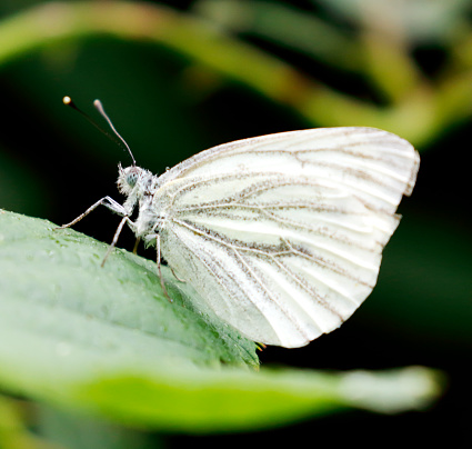 Green-veined white is a very common resident in the Netherlands. The species prefers more natural habitats than the other Whites. It mainly occurs in relative humid habitats, such as woodland edges, woodland clearings and grasslands, but also found at he edge of heathland and in gardens and parks. Cardamine pratensis and Alliaria petiola are mostly used as larval foodplants.
The species flies in three generations and hibernates as a pupa. Due to prolonged emergence from the pupa, the different generations overlap and butterflies can be seen almost continuously from the end of April until the beginning of September.
Distribution: Throughout Europe.