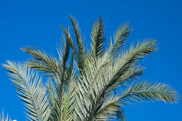 istock Palm leaves against blue sky 1337819295