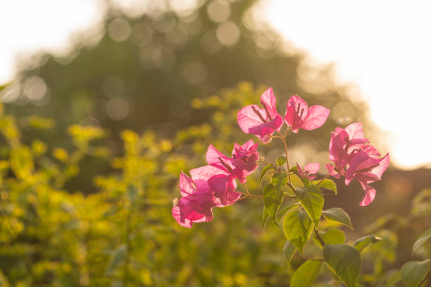 istock Bougainvillea flowers in sunset 1337820168