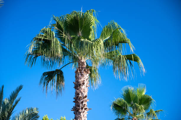 istock Palm leaves against blue sky 1337820299