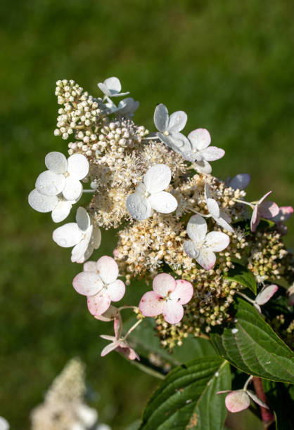 istock closeup  of a beautiful white hydrangea in garden 1337820405
