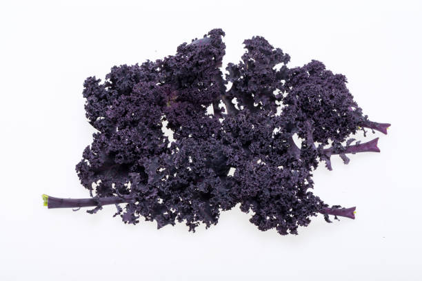 istock Freshly purple curly kale cabbage isolated on white background 1337824347