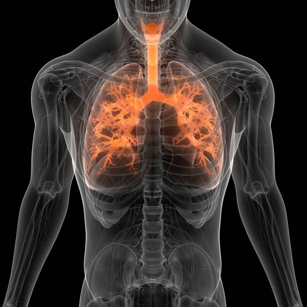istock Human Respiratory System Lungs Anatomy 1337825948
