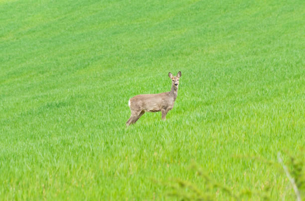 Roe deer, capreolus caprelous.