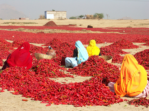 Red chili peppers are drying in the sun .Four women, in traditional clothing, are inspecting the red chili peppers, in rural Rajastha,India.
