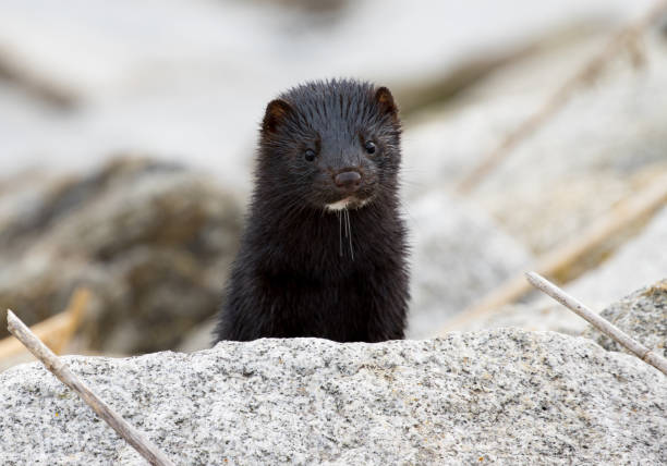 istock Ferret portrait 1337828605