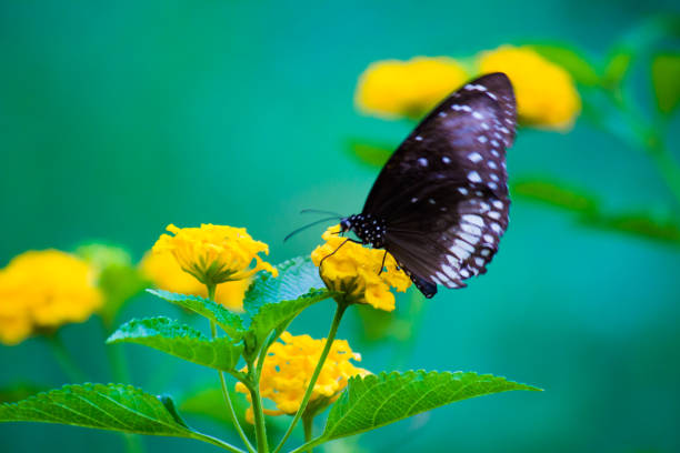 The Common Crow Butterfly sitting on the flower plant and feeding itself on a nice soft green blurry background