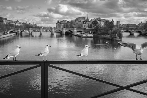 Seagulls on the Pont des Arts with Pont Neuf and Île de France in the background