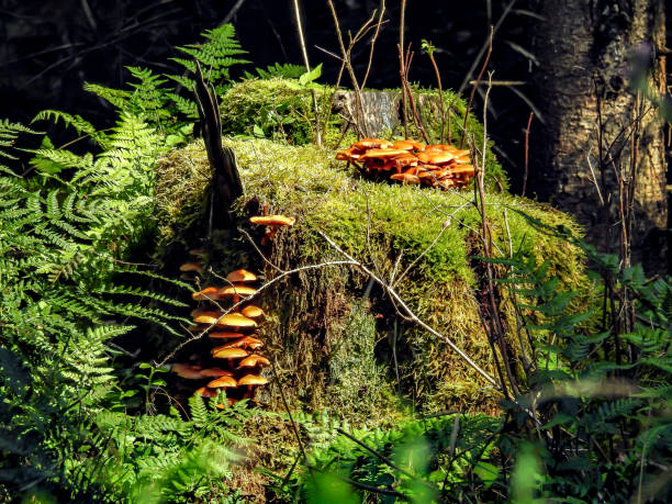 a pair of stick sponges in a clearing illuminated by the sun on a tree stump