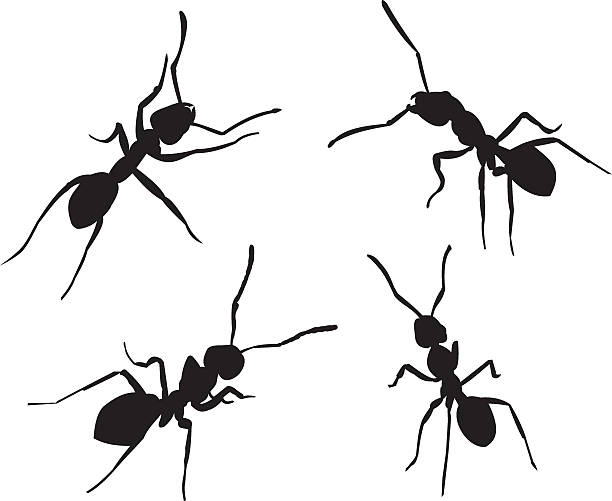ants silhouettes the black vector silhouettes of different insects ant stock illustrations