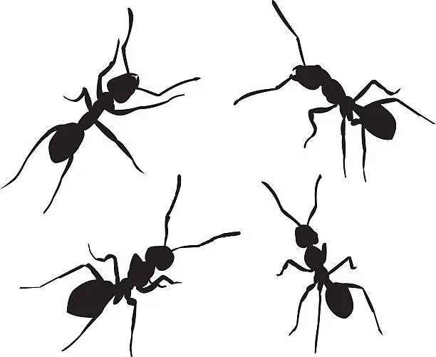 Vector illustration of ants silhouettes