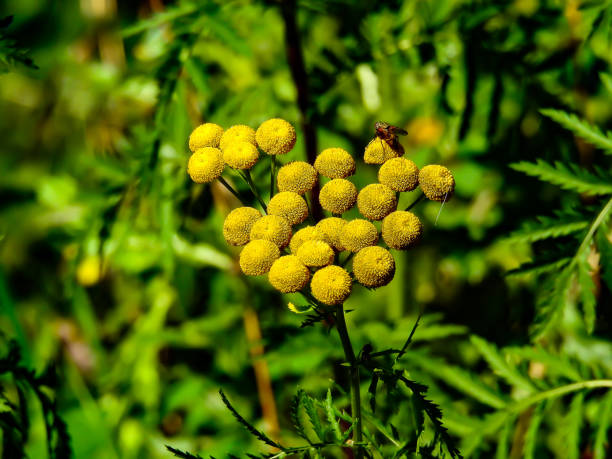 Hand holding a bouquet of flowers tansy drug on a green background