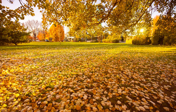 istock Autumn In City Park 1337832779