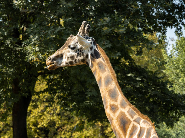 istock A giraffe in the green forest 1337833605