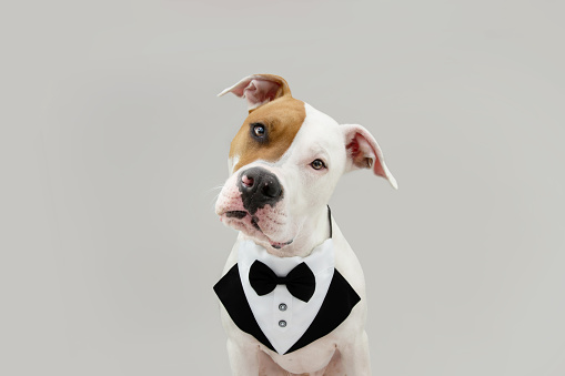 Portrait amerrican stafforshire wearing a tuxedo tilting head side and celebrating valentine's day or birthday. Isolated on gray background