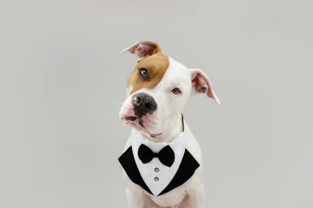 Portrait amerrican stafforshire wearing a tuxedo tilting head side and celebrating valentine's day or birthday. Isolated on gray background Portrait amerrican stafforshire wearing a tuxedo tilting head side and celebrating valentine's day or birthday. Isolated on gray background tuxedo stock pictures, royalty-free photos & images