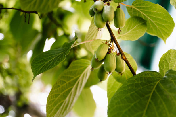 ramo com frutas actinidia e folhas verdes de perto no jardim. cultivo seletivo de plantas cultivadas para preservar o estoque e venda de excedentes. - actinidia - fotografias e filmes do acervo