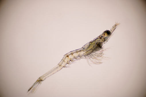 Closeup mysis stage of Vannamei shrimp in light microscope, Shrimp larvae under a microscope.