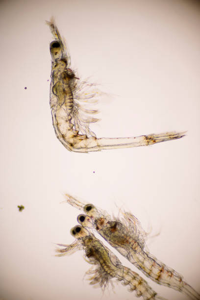 istock Closeup mysis stage of Vannamei shrimp in light microscope, Shrimp larvae under a microscope. 1337841273