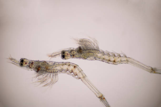 istock Closeup mysis stage of Vannamei shrimp in light microscope, Shrimp larvae under a microscope. 1337841275