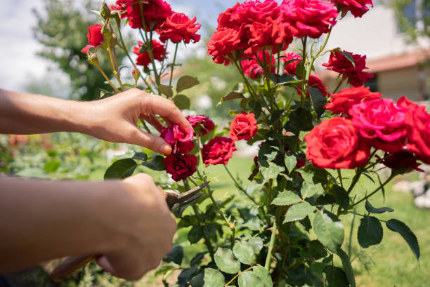 istock cutting a rose bush using pruning shears to encourage rose blooming 1337841324