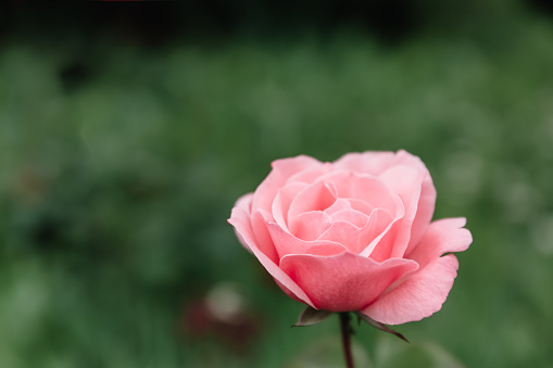 Beautiful blooming pink rose on green grass background with copy space, empty text place. Gentle flower. Cultivated plant variety. Holiday greeting card for Mother Day or woman day. Close-up. Mockup.