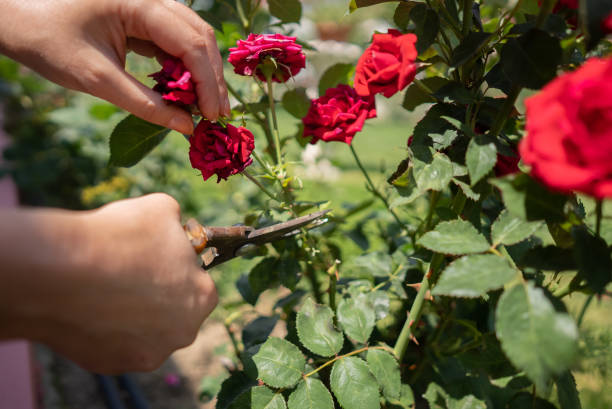 istock cutting a rose bush using pruning shears to encourage rose blooming 1337841360