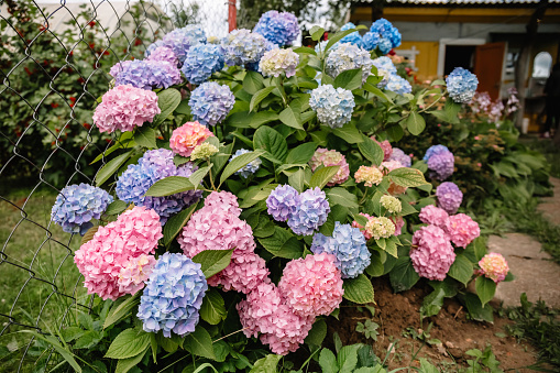 Purple Hydrangea macrophylla flower in a garden. A lush bush adorns the garden with its beautiful flowers bud. Overall plan.
