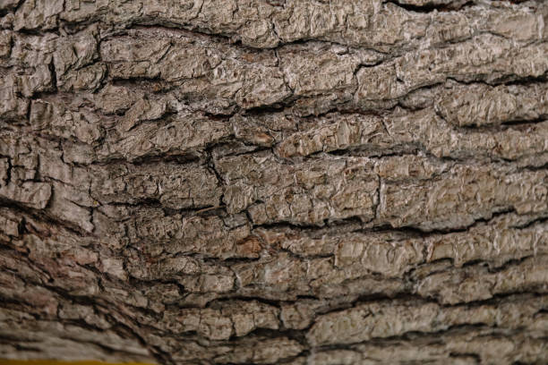 une écorce de pommier brun est un gros plan. relief naturel et texture comme arrière-plan pour le texte. symbole de la production de bois ou d’exploitation forestière, de foresterie ou d’horticulture. - lumber industry timber tree redwood photos et images de collection